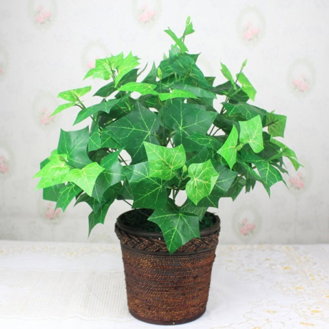 cay-canh-trong-nha-1