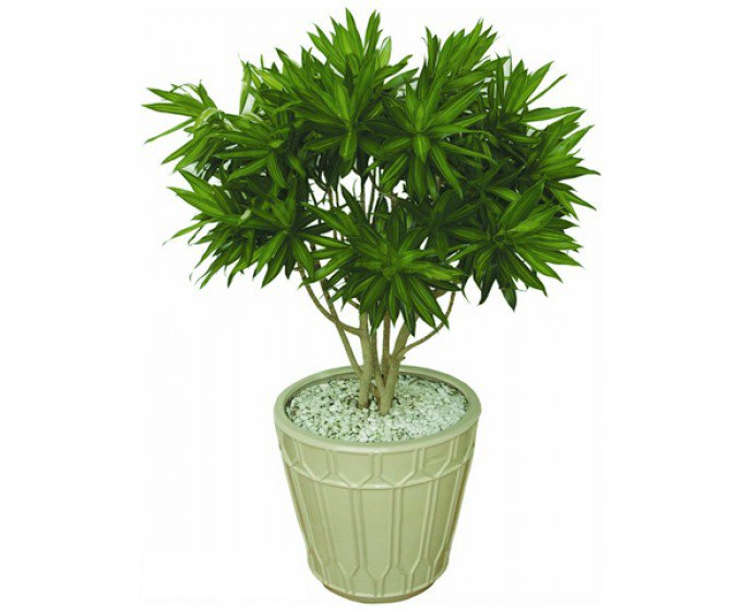 cay-canh-trong-nha-3