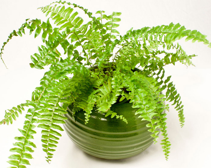 cay-canh-trong-nha-4