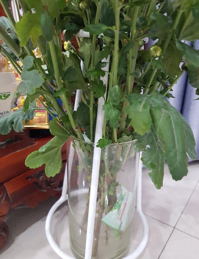 Dinh-duong-hoa-longlife-be-Bong 4