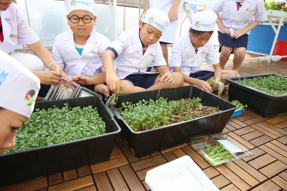 HỌC SINH TỰ TRỒNG RAU SẠCH TẠI TRƯỜNG BẰNG KHUNG MODULE ĐỨNG TỰ ĐỘNG ...