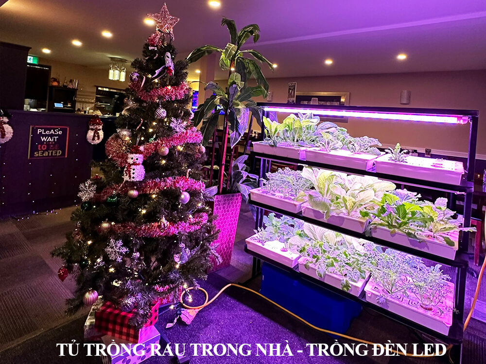 Đèn trồng rau trong nhà hỗ trợ Tủ Trồng Rau sạch công nghệ SGS đạt giải ...